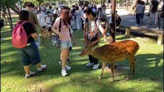 Feeding a deer #nara #japan