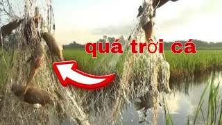 Mùa nước lũ thăm lưới cá rô đồng không ngờ dính dữ luôn Fishing #19