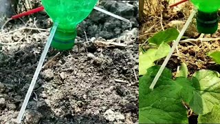 Drip irrigation in cucumber with plastic bottle. From seed to plant.