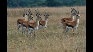 A Gazelle Animal Eudorcas and Nanger Central  Asia