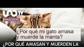 ¿Por qué mi gato amasa y muerde la manta? - CAUSAS y QUÉ HACER