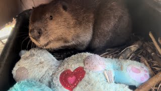 Busy beavers