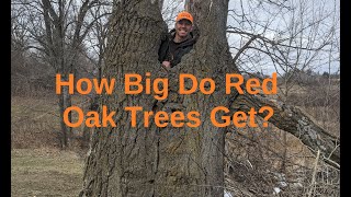 Worlds Largest Red Oak Tree?