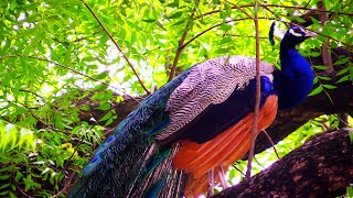 Peacock in the wild city 2 / Gurgaon Haryana India