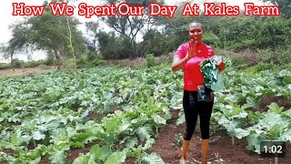 How We Spent Our Day At Ahero Kano | Rice Plantation Area | plucking kales/Sukumawiki.