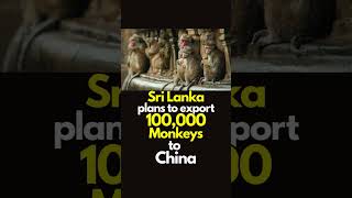 Sri Lanka: Activists protest against authorities' plan to export 100,000 monkeys to China