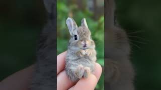 Mind-Blowing! 🤯 Cosmic Cuteness Unleashed: Baby Bunny's Intergalactic Charm Offensive! 🐰🌠