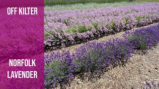 Norfolk Lavender