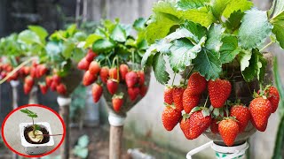 The Method Of Growing Strawberries Will Surprise You