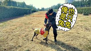 #police #dog send you good wishes for the Chinese New Year of Rabbit.#dog #shanghai #shanghaipolice