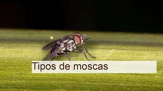 Tipos de MOSCAS - Características y dónde viven