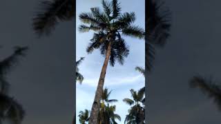 Our buddy Mike climbing coconut tree.. Brave man... 👏👏 #americanclimbingcoconuttree #provincelife