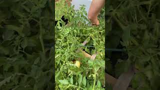 Harvesting Tomatoes Part 2 #musicnotmine #organictomatoes #shorts #homegrown