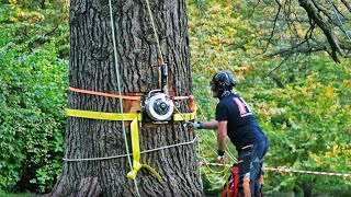 How Harken Winches can be used in Arborism for Controlled Felling