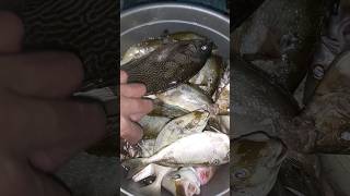 Hasil Berburu Mendapatkan Ikan Baronang dan Kawan-kawannya #youtubeshorts