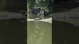 Turtle slides off log into water #kayaking #indiana #whiteriver