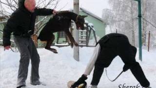 top 20 strongest dogs 2011