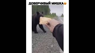 доверчивый мишка