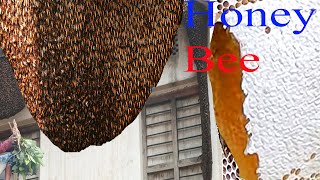 Honey Hunters In Thailand Find And Harvest Honey From A Giant Honey Bee's Nest High Up In A House