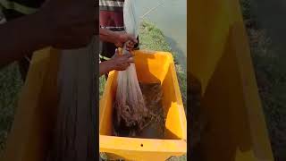 Little Shrimp Harvest.  #Shorts #trending #Viral