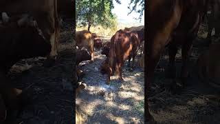 Bienestar animal#shorts #viral #shortvideo #ganaderiamexicana #bienestaranimal