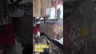 Serat padat kerass kayu jati monster perhutani Blora #shortvideo #trending #kayujati #woodworking