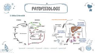 Malaria : Klasifikasi Parasit, Penyebab, Gejala, Patofisiologi, Diagnosis, Faktor Resiko, Pengobatan