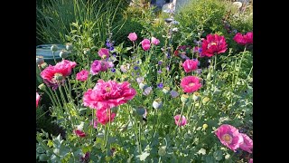 Naturgarten im Juni: Das kannst du am Morgen genießen, wenn du 1qm opferst