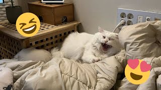 😂 Funniest Cats and Dogs Videos 😺🐶 || 🥰😹 Hilarious Animal Compilation №433