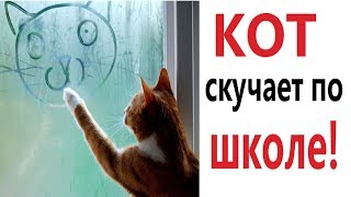 Лютые приколы. КОТ СКУЧАЕТ ПО ШКОЛЕ!!! РЖАКА ДО СЛЁЗ! СМЕШНЫЕ ЖИВОТНЫЕ – Domi Show