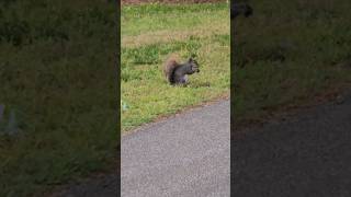 Stand And Devour! #squirrel #squirrelvideo #squirrels #cute #socute #hungrysquirrels #subscribe #fun