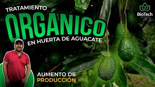 Como llevar un tratamiento ORGÁNICO en una HUERTA DE AGUACATE en 2024 - Biotech México