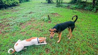 कुत्र्यांनी धरली कोल्ह्यांची पाठ 😳 | सकाळी सकाळी गेलो जंगलात | 😍 #villagelife