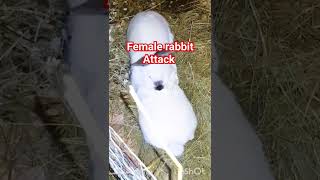 #rabbit #animals #farming #farm #livestock #cute #shorts #youtubeshorts