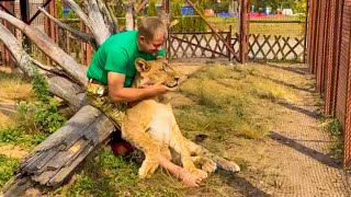 Нам так жаль расставаться с Шерханом, что хоть назад его пешком веди домой!