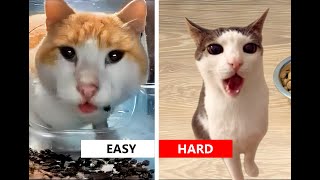 Cat  Eyebrow  VS Crunchy Cat Luna MeMe + BONUS