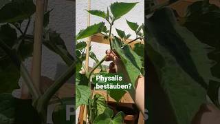 Physalisblüten richtig bestäuben #balkon #gemüse  #urbangardening #physalis