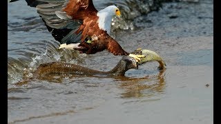 THE PREDATOR OF THE RIVERS |REAL EAGLES ATTACKS|