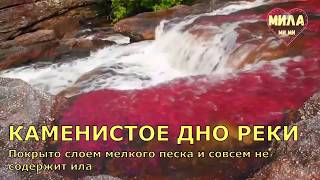 ЗАГАДКИ ПРИРОДЫ. Волшебная река Каньо Кристалес или Радужная река. Колумбия.