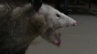 Possum Eats Leftovers