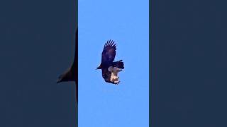 🦅Eagle के बच्चे आपस में क्यों लड़ते हैं.? #shorts #viral #new