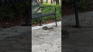 💜 Squirrel 🐿 in Sawgrass Mill Mall 😍 Sunrise (2022) Fl, USA 🇺🇸❤️