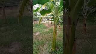 Pisang Berangan Setelah 6 Bulan - Fasa Generatif #shorts