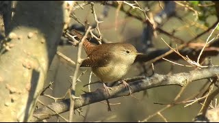 House Wren - Pat O'Neil Bird ID's