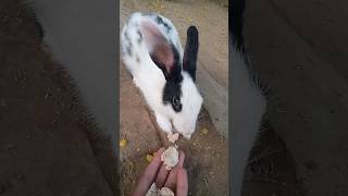 Rabbit Eating Food Rabbit Eating Time 🐇🐇 || #rabbit #pets #shorts #youtubeshorts #viral #viralvideo