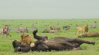 Самая сильная охота Львов. Такую охоту Львы устраивают только раз в год.