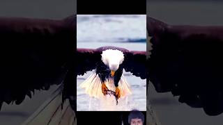 Sharp Eagle catching fish#eagle #eagles #birds #fishing #eagle