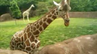 Giraffe eating