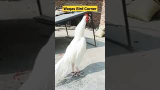 Heera Aseel Murgha || Aseel Murgha #birds #shorts #million #trending #birdslover #finches #viral