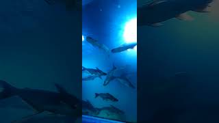 Underwater Fish Tunnel in Dubai Carnival|Bareilly #bareilly #dubaicarnival #youtubeshorts #fish